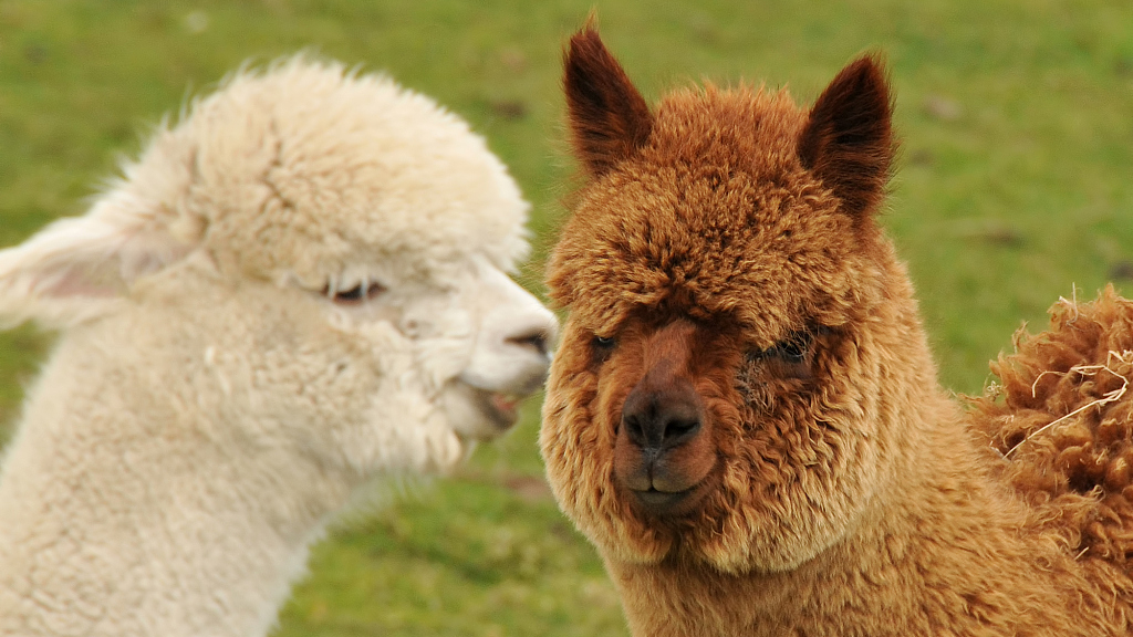 Spot the difference: alpaca vs. llama - CGTN
