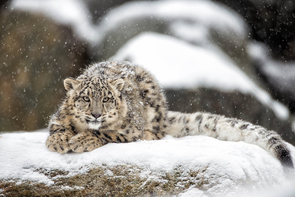 Snow Leopard Stalking