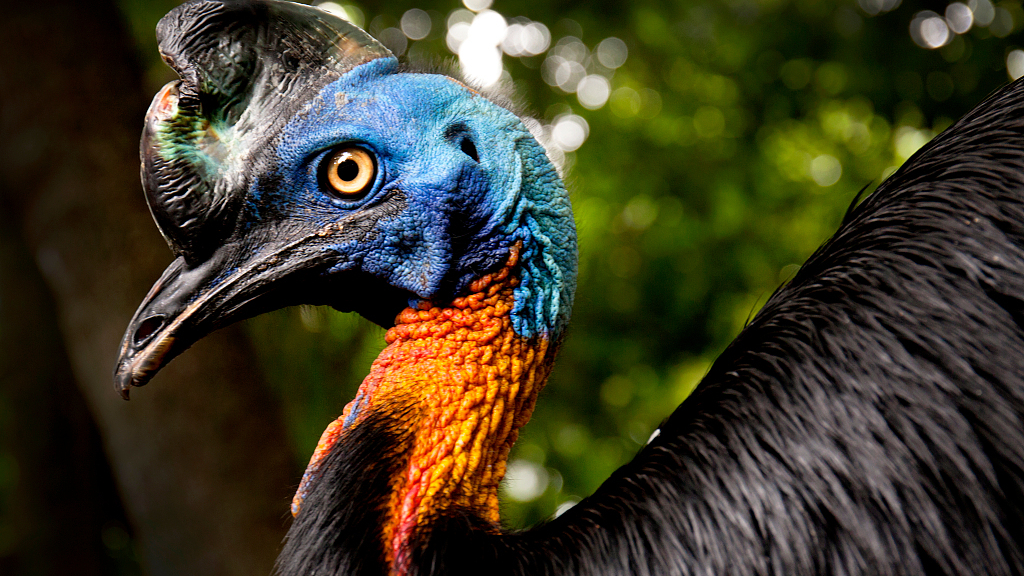 Meet The Most Dangerous Bird In The World CGTN