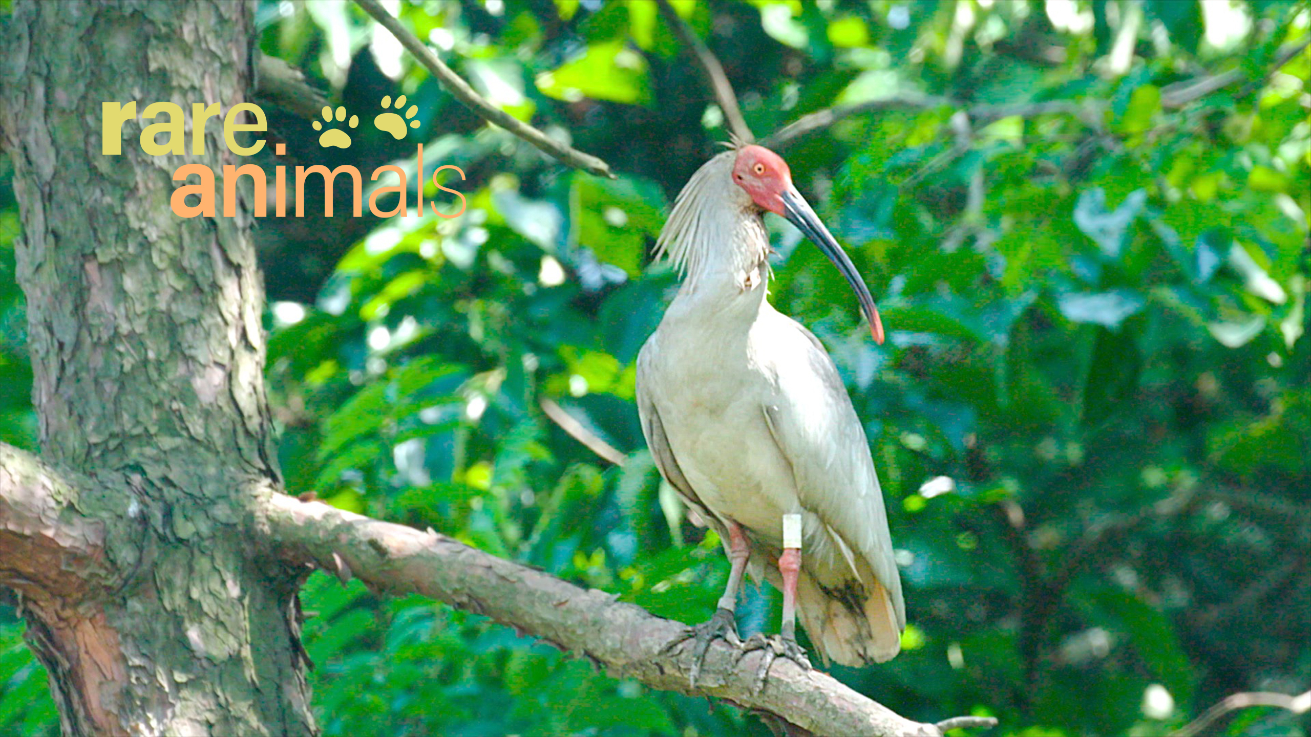 Rare animals in China: Crested ibis - CGTN