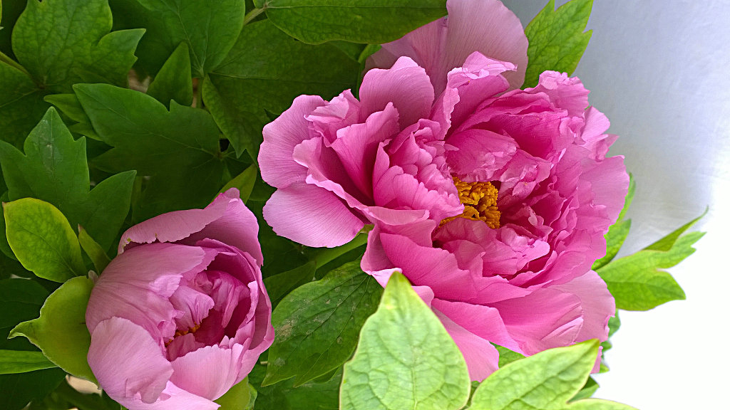 Image of Peony blossom in full bloom