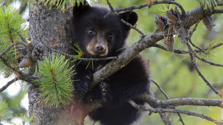 The love of a mother: Wild bear breast feeds in southwest China - CGTN