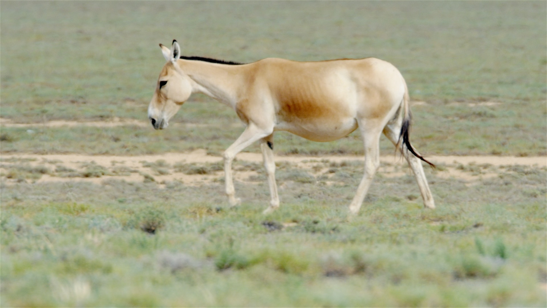 Rare Animals in China: Przewalski's horse and onager donkey - CGTN