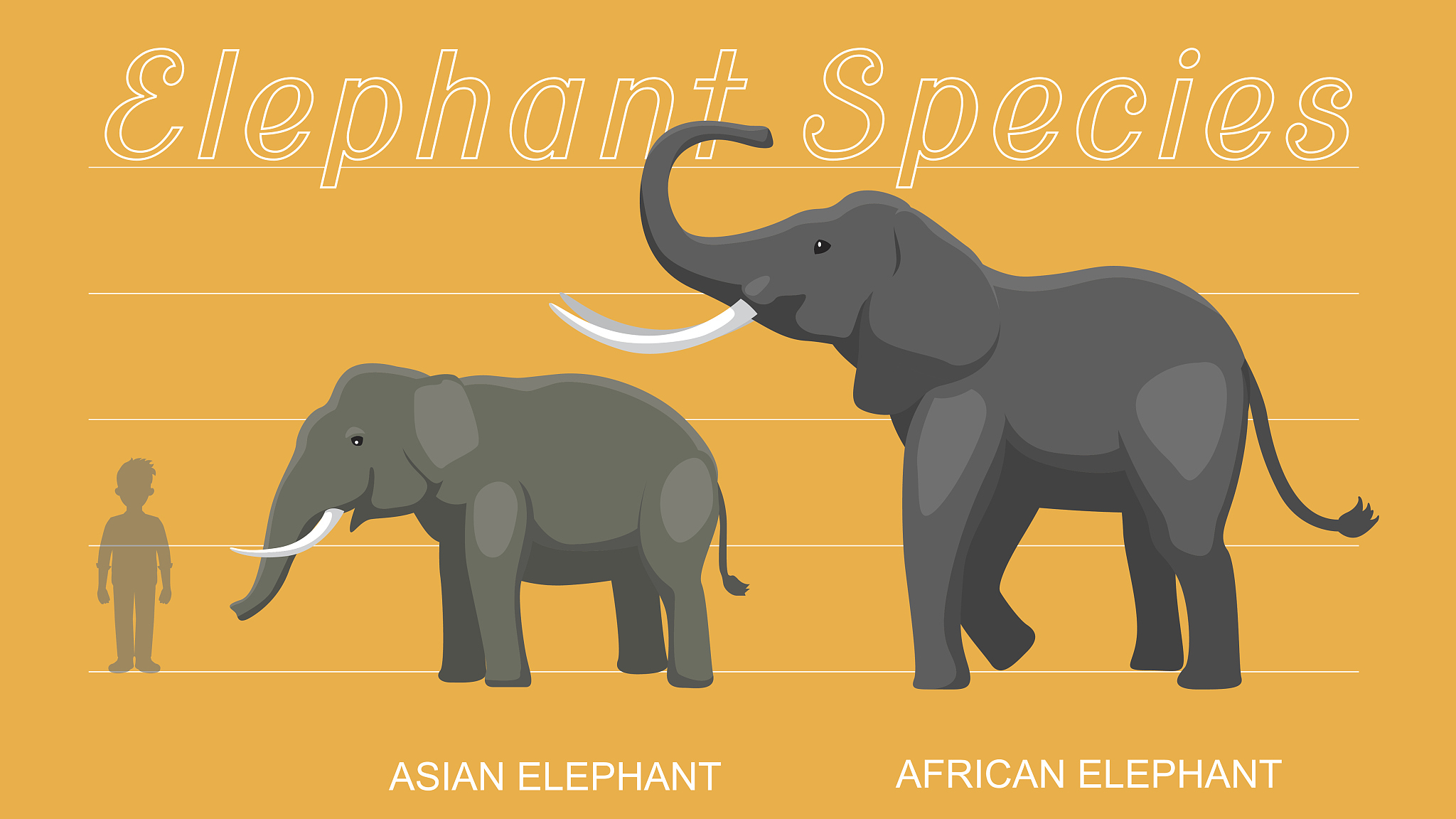 African Elephant Vs Asian Elephant