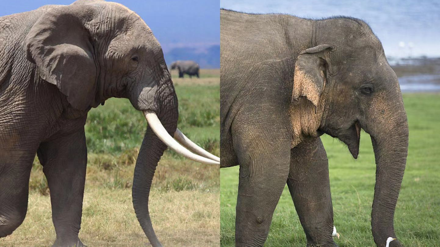 Pygmy Elephant Size Comparison