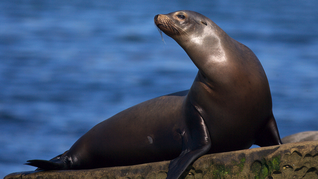 What's the Difference Between Seals and Sea Lions?