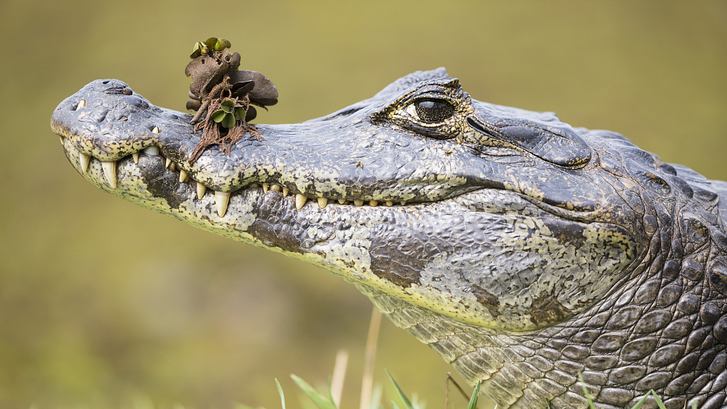 Exotic Species In The Amazon Rainforest Reptiles CGTN