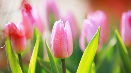 Tulips bloom across China - CGTN