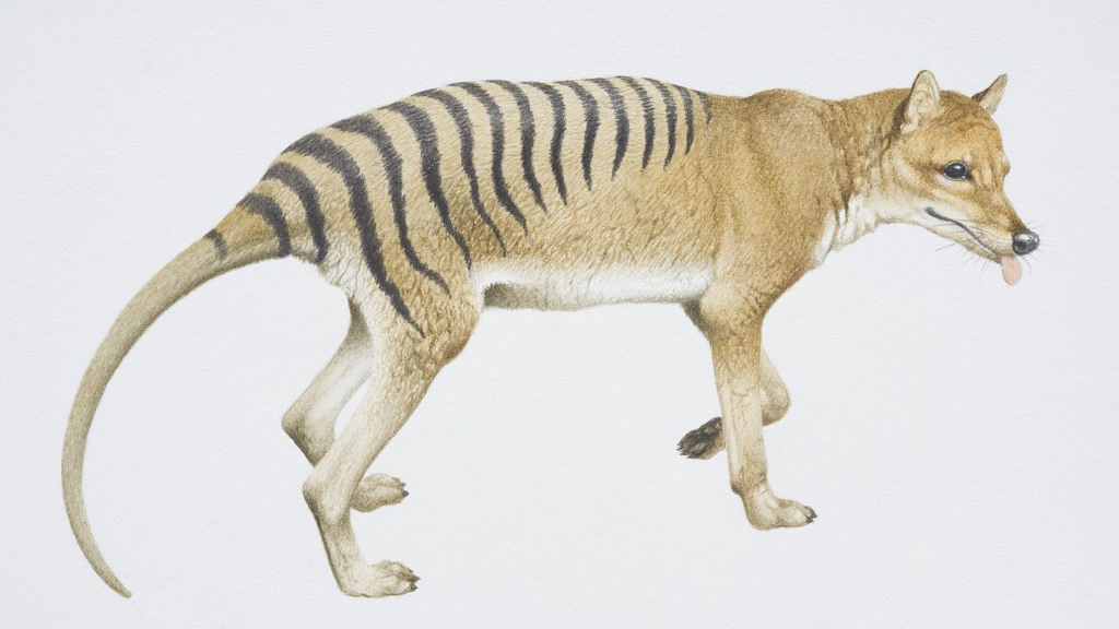 In memory of the thylacine, and others that have gone extinct - CGTN