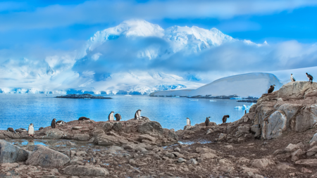 Five things to know about wildlife in Antarctica - CGTN