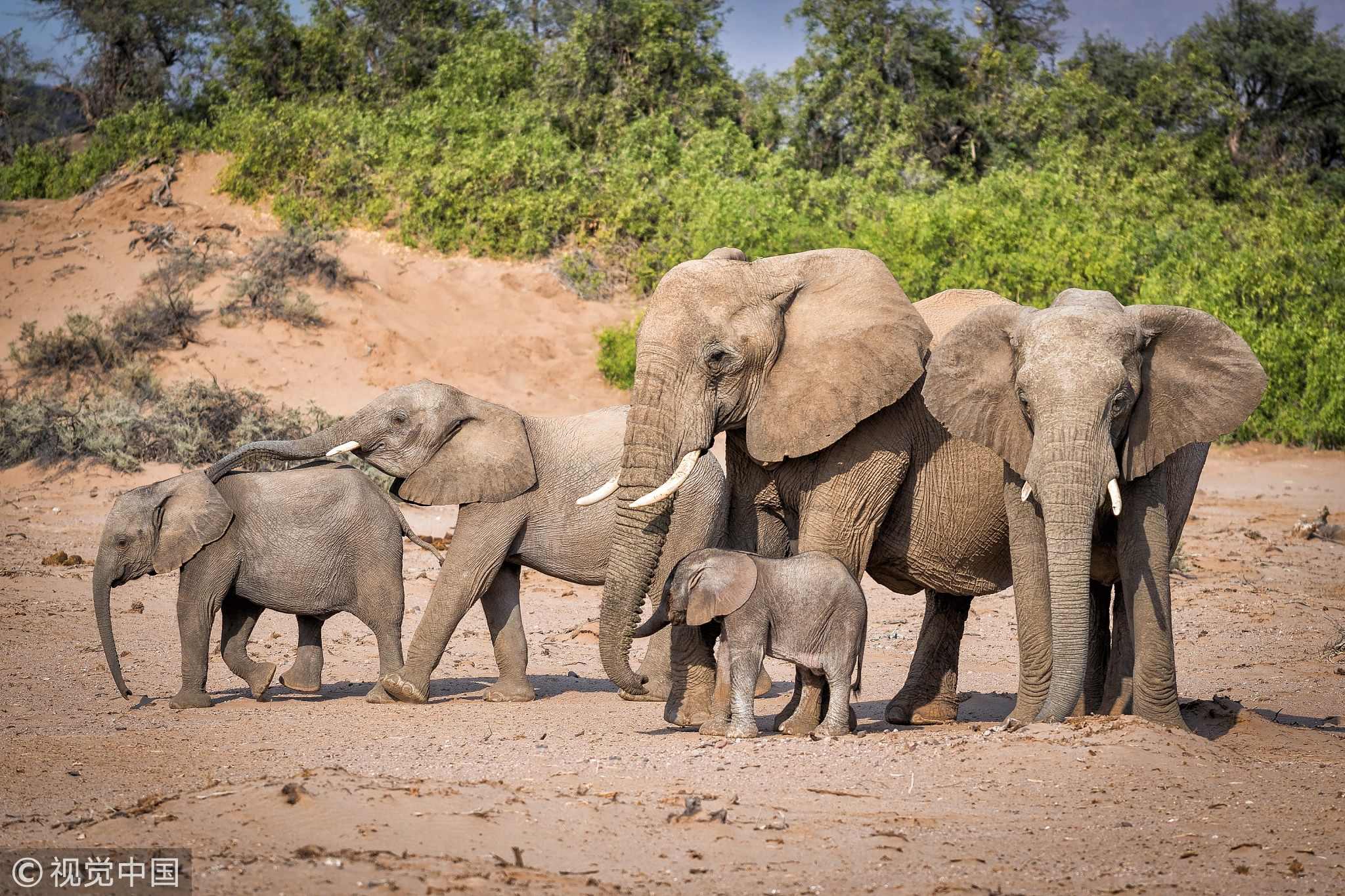 Hilarious! A family of elephants lining themselves up in height order ...