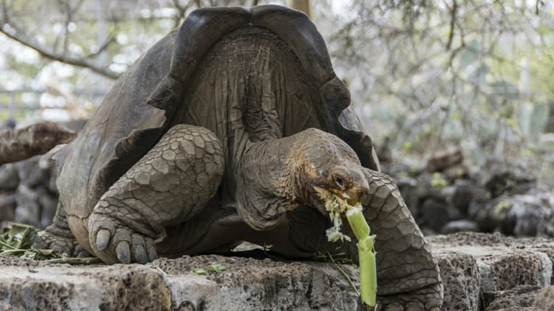 Scientists hope to revive extinct tortoise species - CGTN