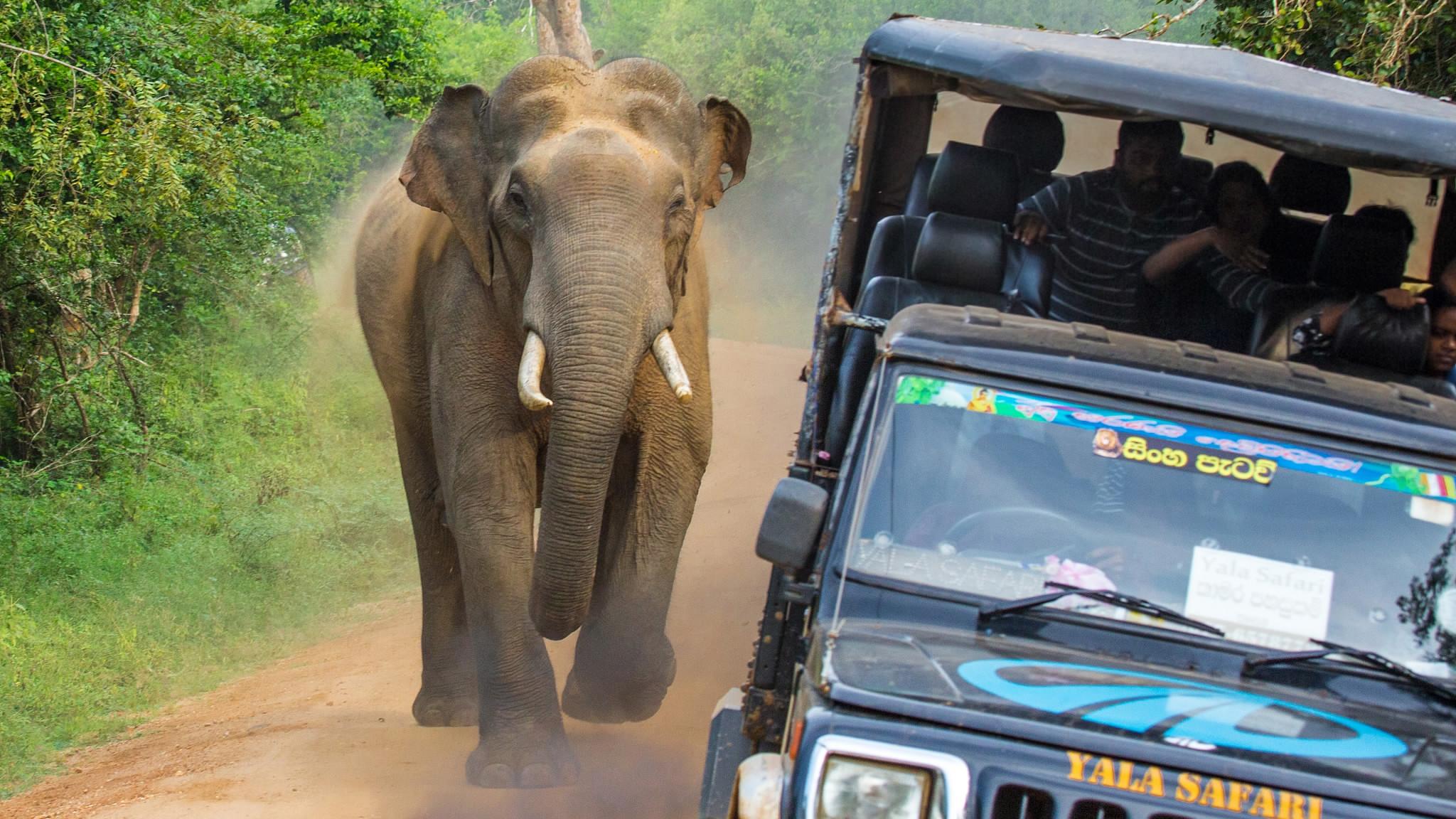 Shocking moment as elephant nearly tips jeep over in Sri Lanka - CGTN