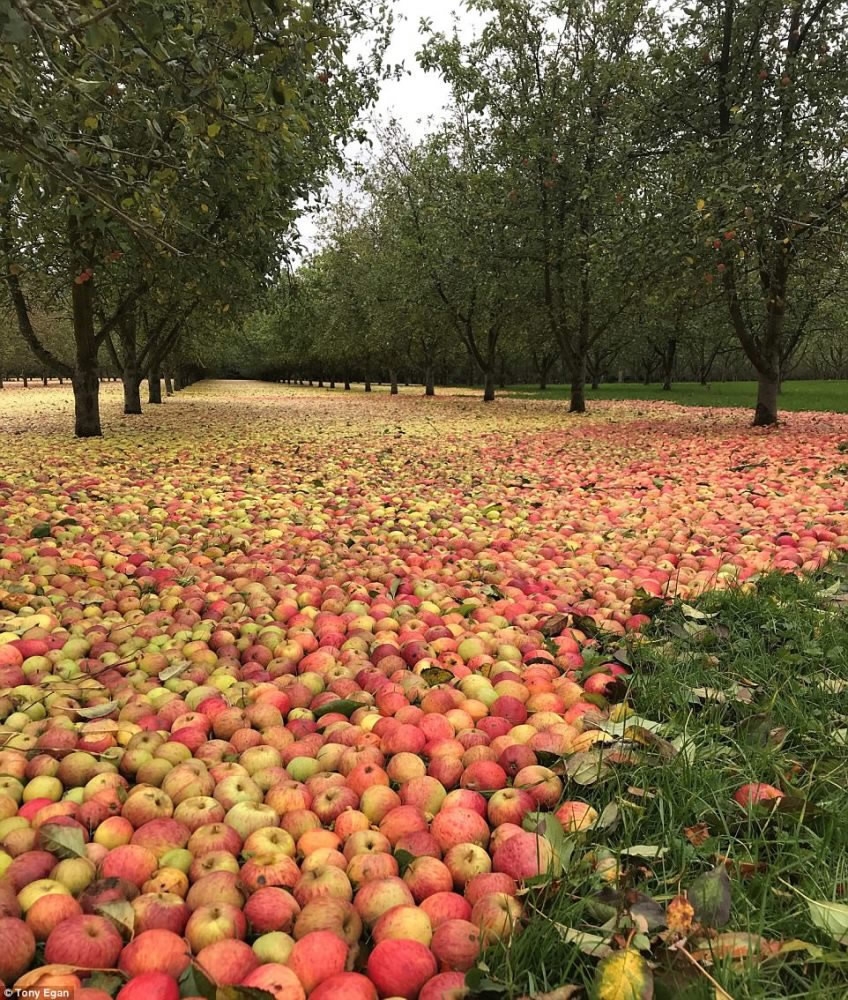 Top 99+ Images suzanne bought 50 apples at the apple orchard Excellent