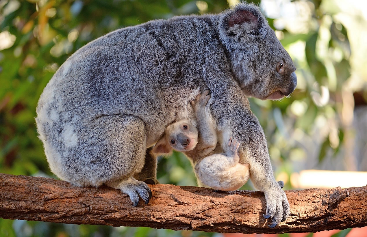 baby albino koala