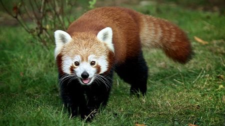 Genetic study shows the red panda is actually two separate species - CGTN