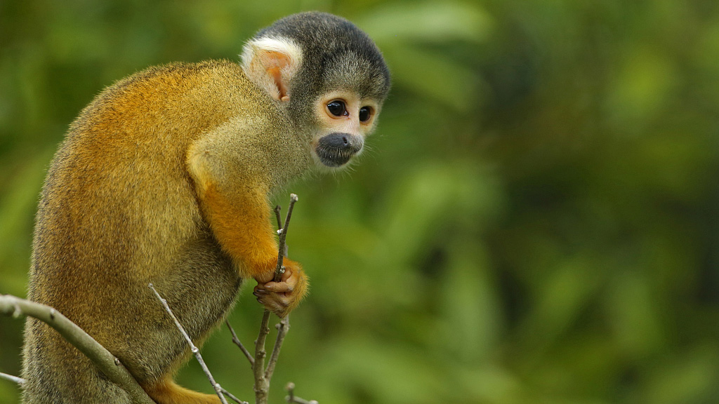 Monkey Mania The Most Abundant Monkey In The Amazon Rainforest Cgtn,Indian Hawthorn Tree