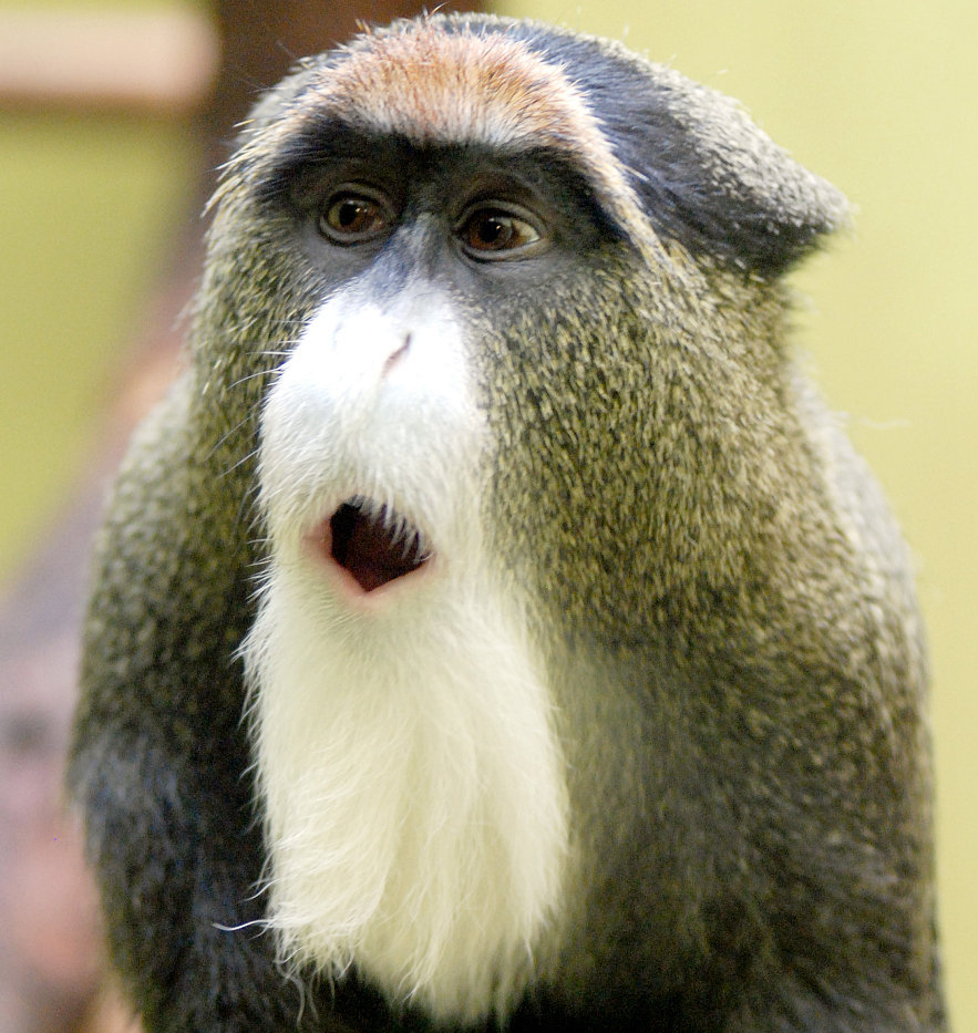 Monkey Mania: The monkey with a memorable beard - CGTN