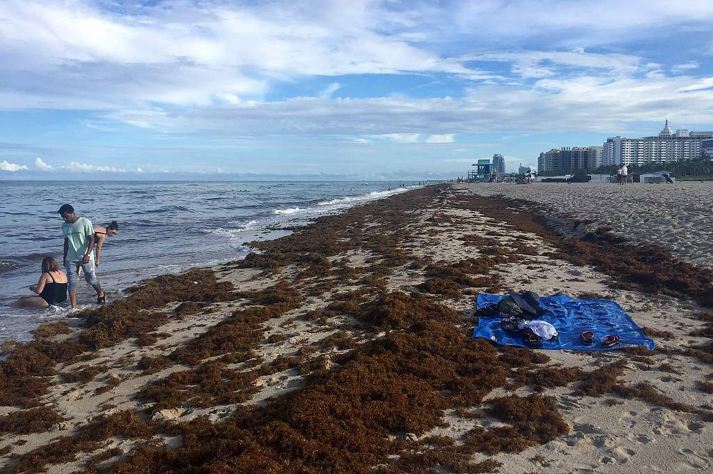 Beaches choked with stinky seaweed could be the new normal CGTN