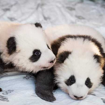 Double cuteness: Twin panda cubs in Berlin get named - CGTN