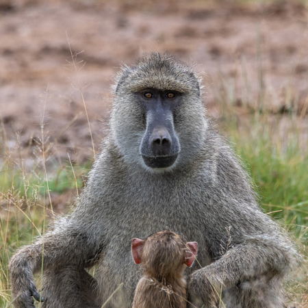 Monkey Mania: The baboon with dog-like muzzle - CGTN