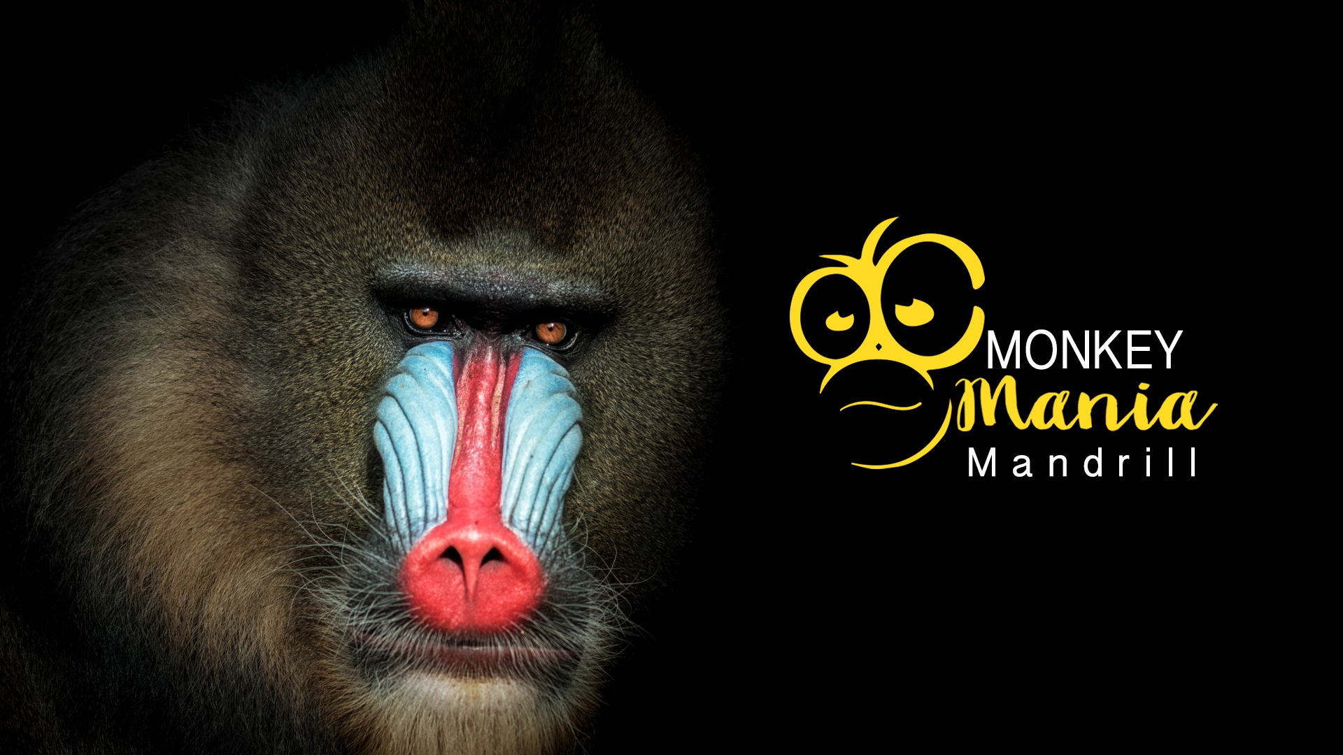 Monkey Mania World S Largest And Most Colorful Monkey Cgtn