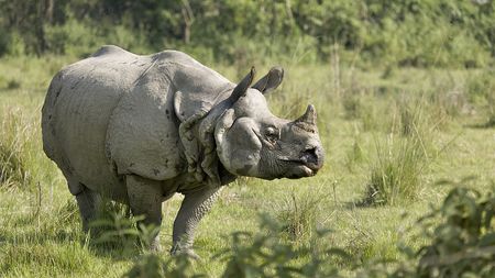 Two rhinos die in a week in Nepal's Chitwan National Park - CGTN