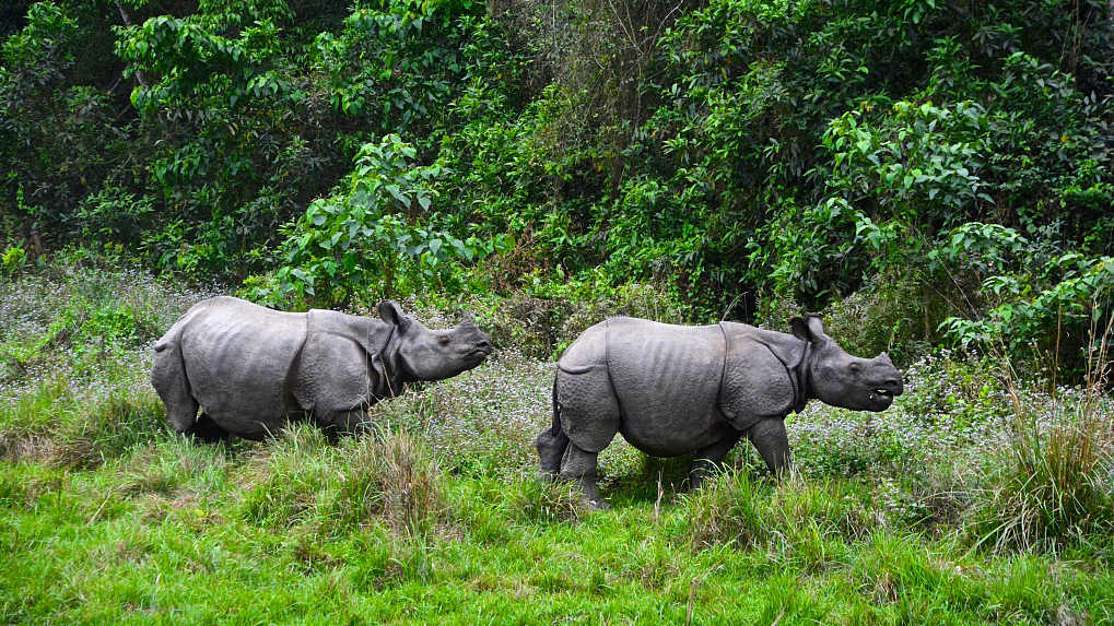 Two rhinos die in a week in Nepal's Chitwan National Park - CGTN