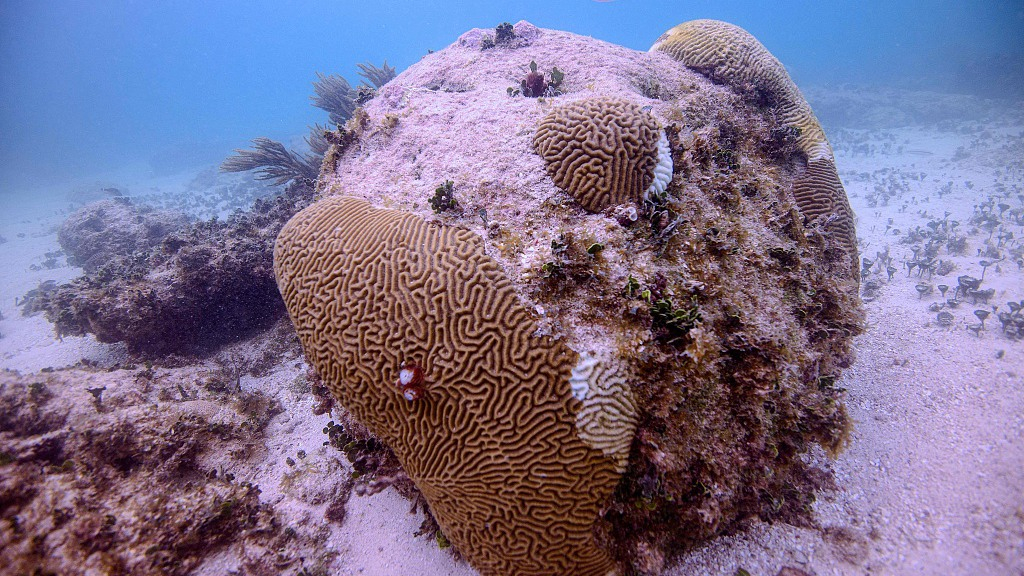 Mystery disease threatens Caribbean coral reef - CGTN