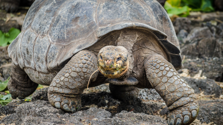 Relative of extinct tortoise located in Galapagos - CGTN