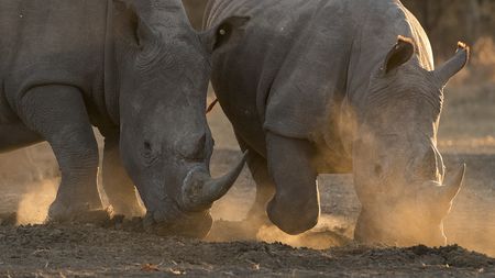 Rhino poaching rises in Botswana despite government crackdown - CGTN