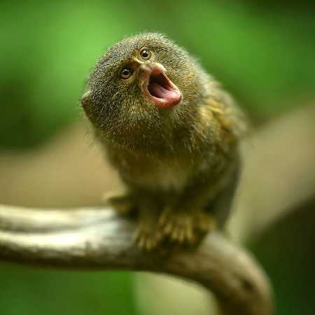 small monkey breeds