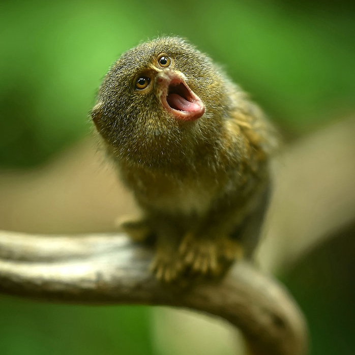 marmoset monkey pet price
