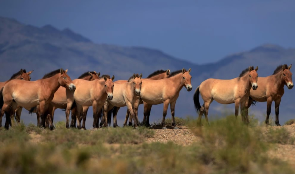 All the wild horses are extinct - Study