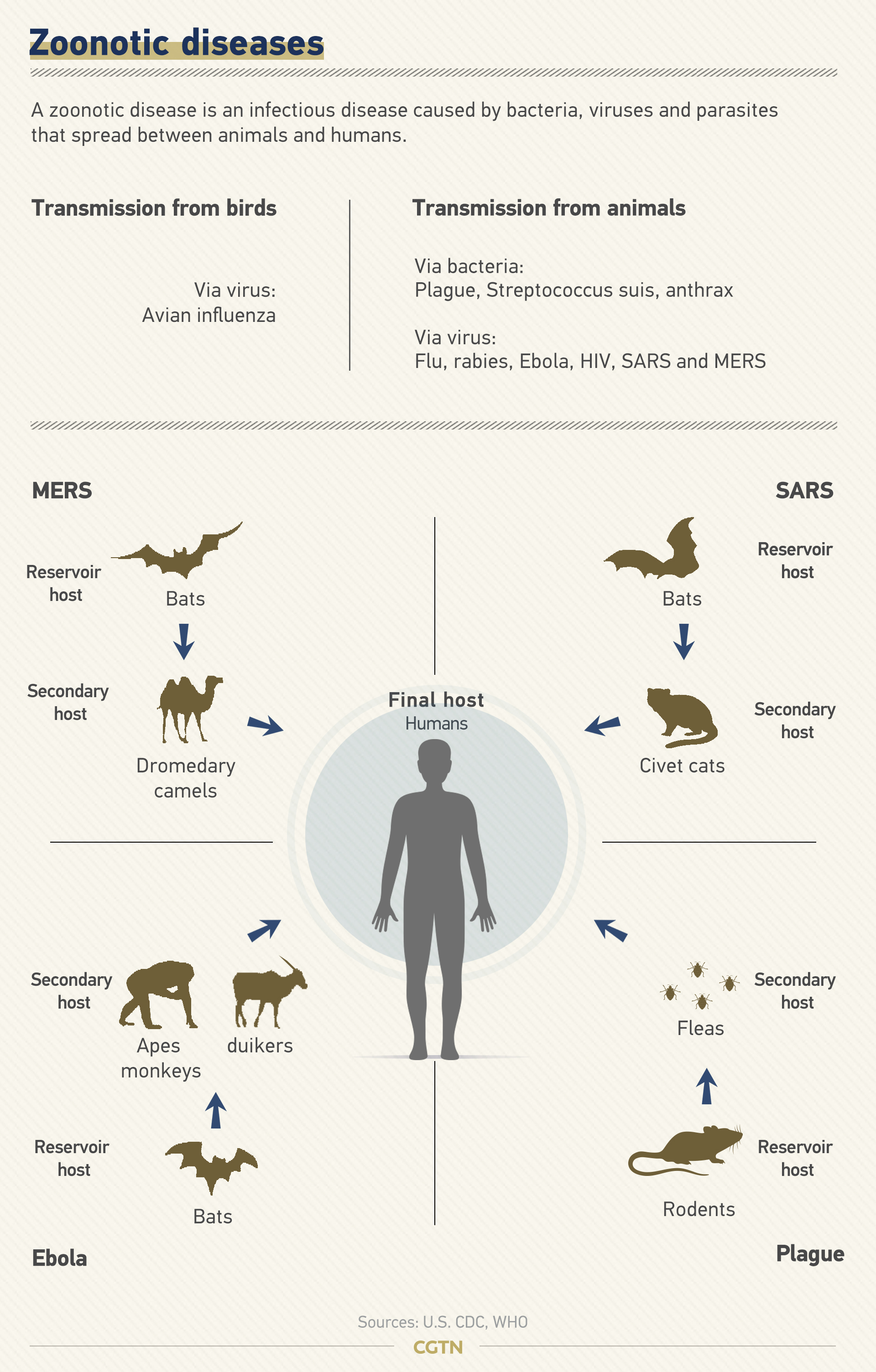 Graphics: How are wild animals linked to an epidemic? - CGTN