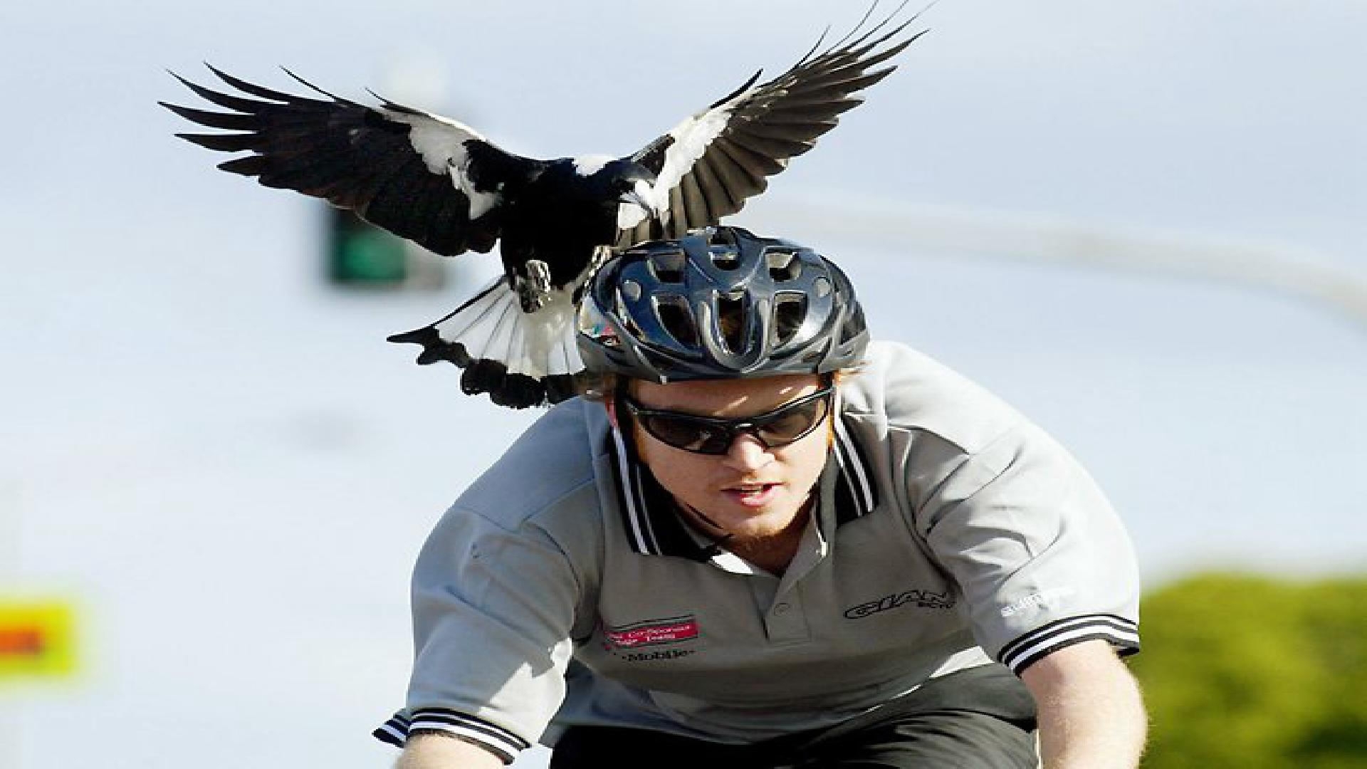 Frastødende kryds fælde Magpie swooping season begins in Australia with bird attacks - CGTN