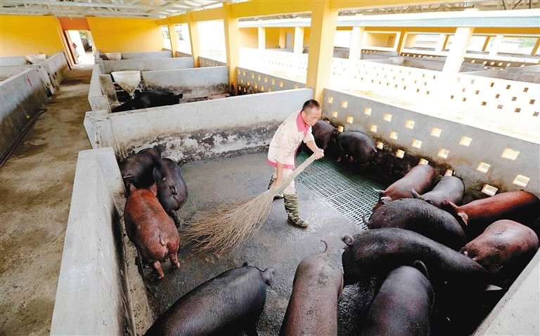 China offers subsidy to convert animal excreta to manure, power - CGTN
