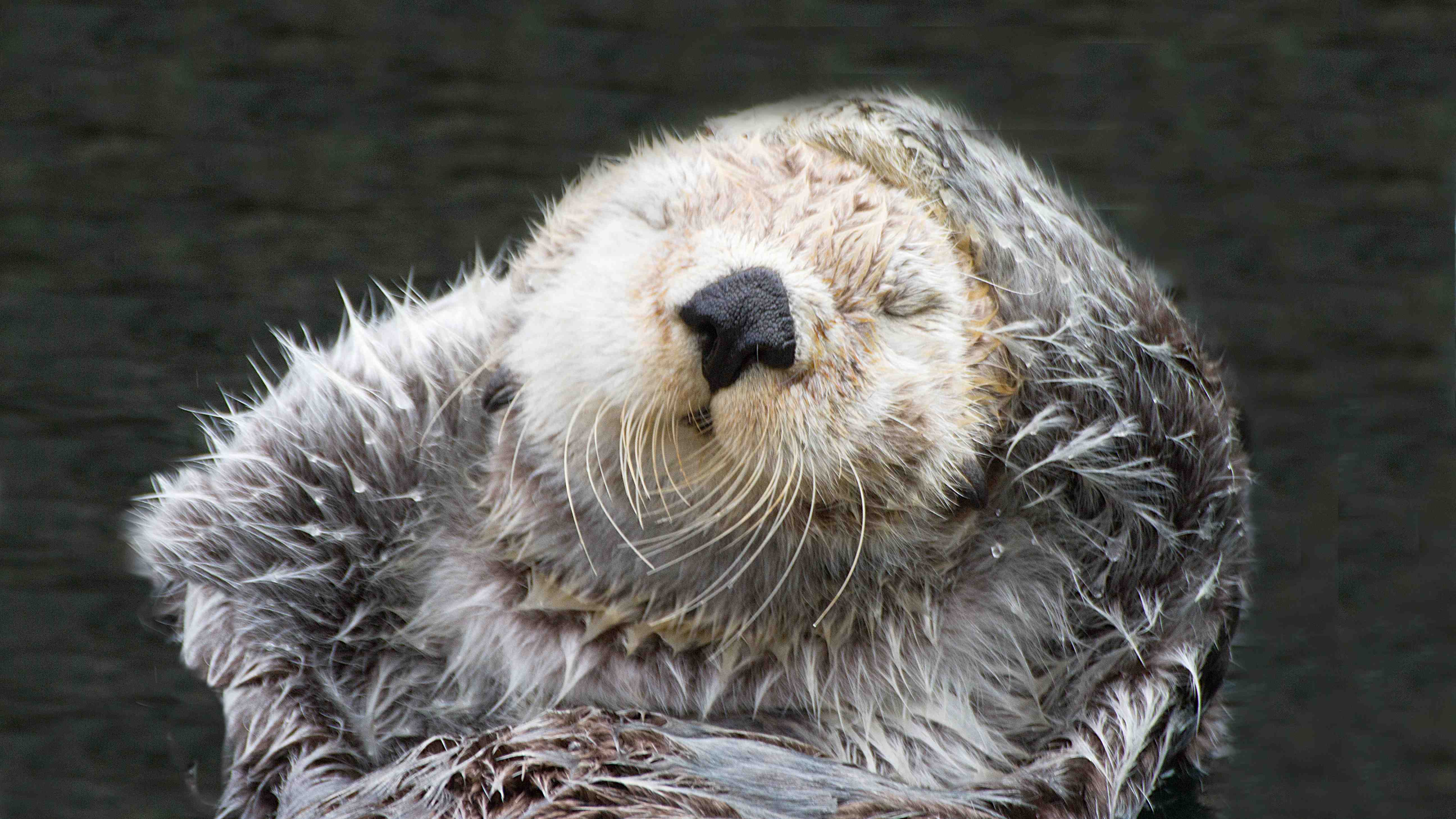 Spot The Difference Asian Small Clawed Otter Sea Otter And Beaver Cgtn