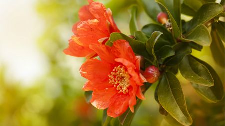 Pomegranate: The pretty blossoms that precede tasty fruits - CGTN