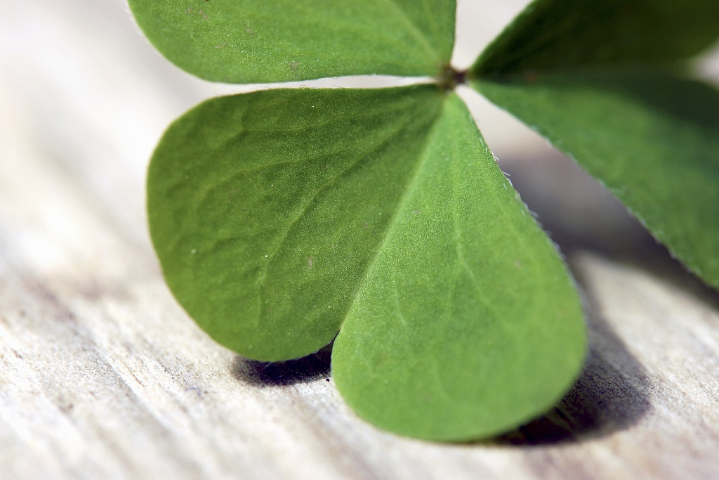 Woodsorrel: The 'four-leaf clover' that blossoms with luck - CGTN