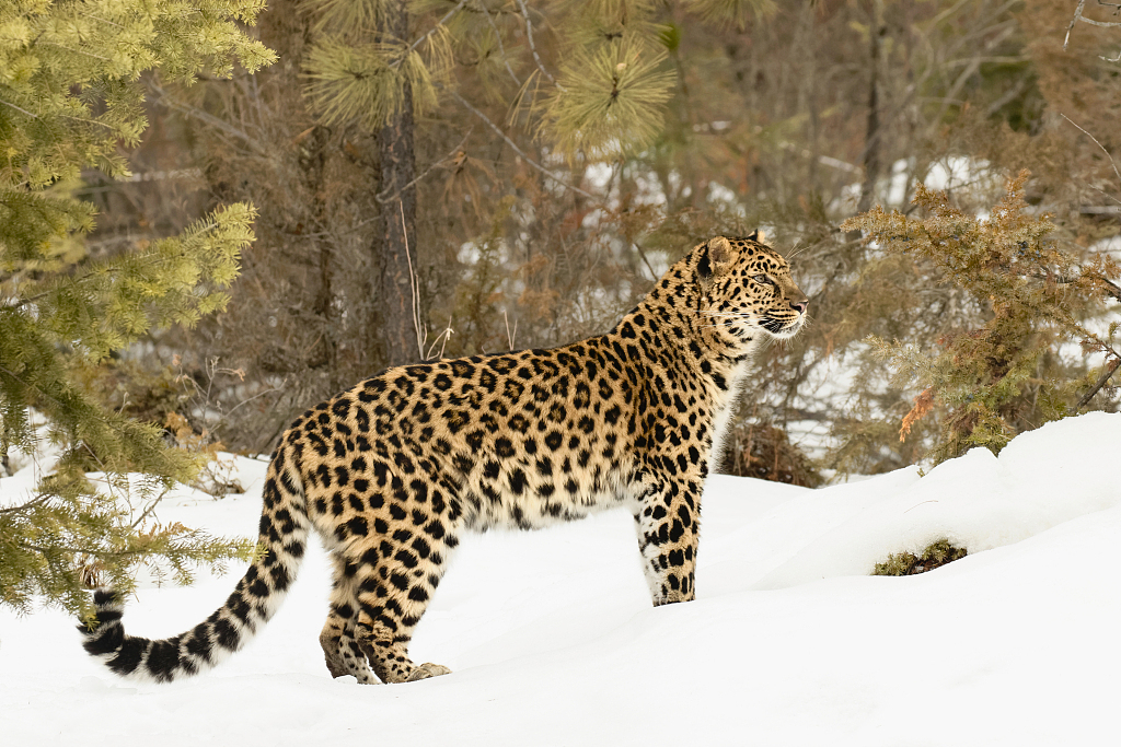 Amur Leopard In Snow Amur Leopard In Snow