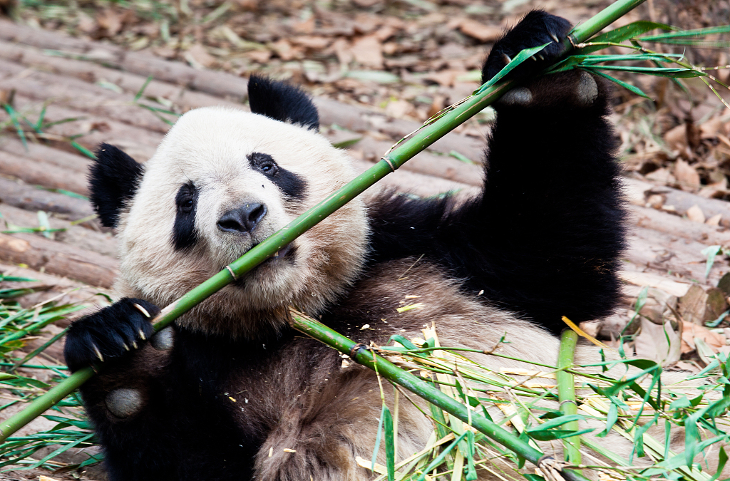 Young Giant Pandas Being Trained For Release Into Wild CGTN