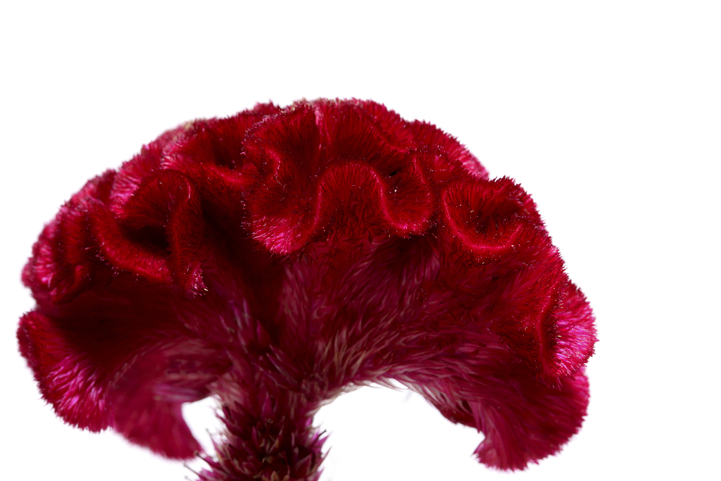 Cockscomb Flower Wool Brain And Cockscomb Cgtn