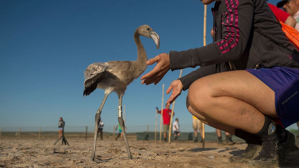 For a 'red' future: Flamingo chicks get tagged in Spain