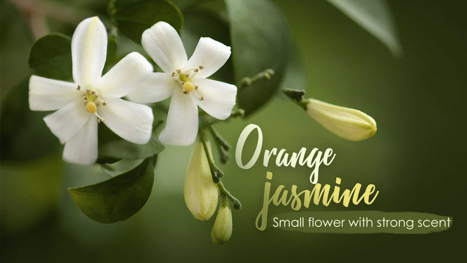 Orange Jasmine A Small Flower With A Strong Scent Cgtn