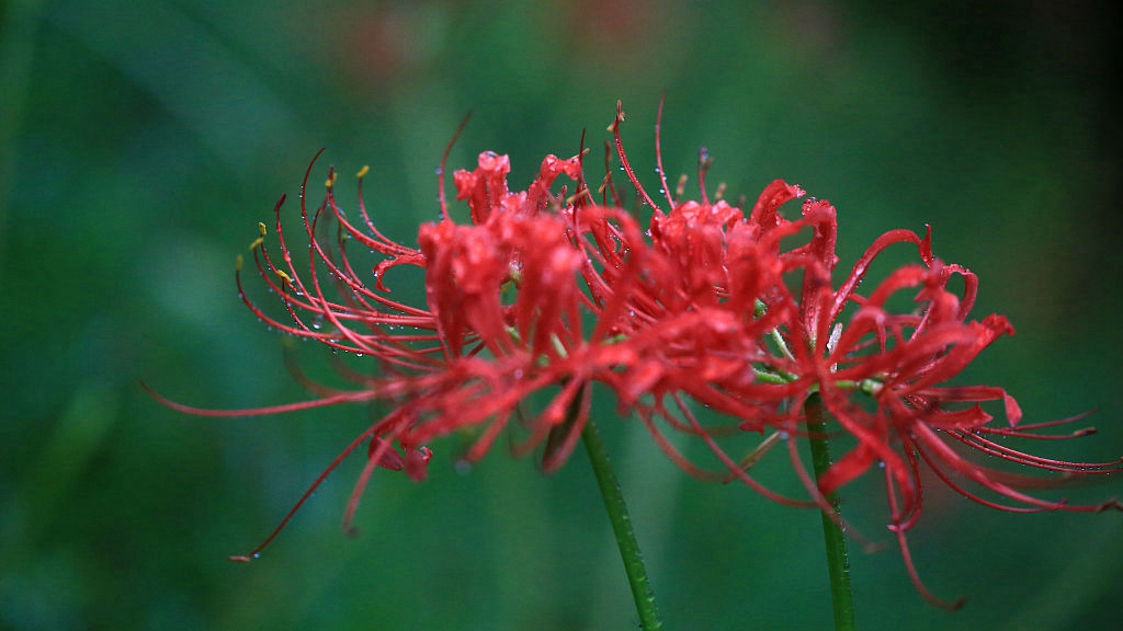 Red Spider Lily Flowers With No Leaves Cgtn