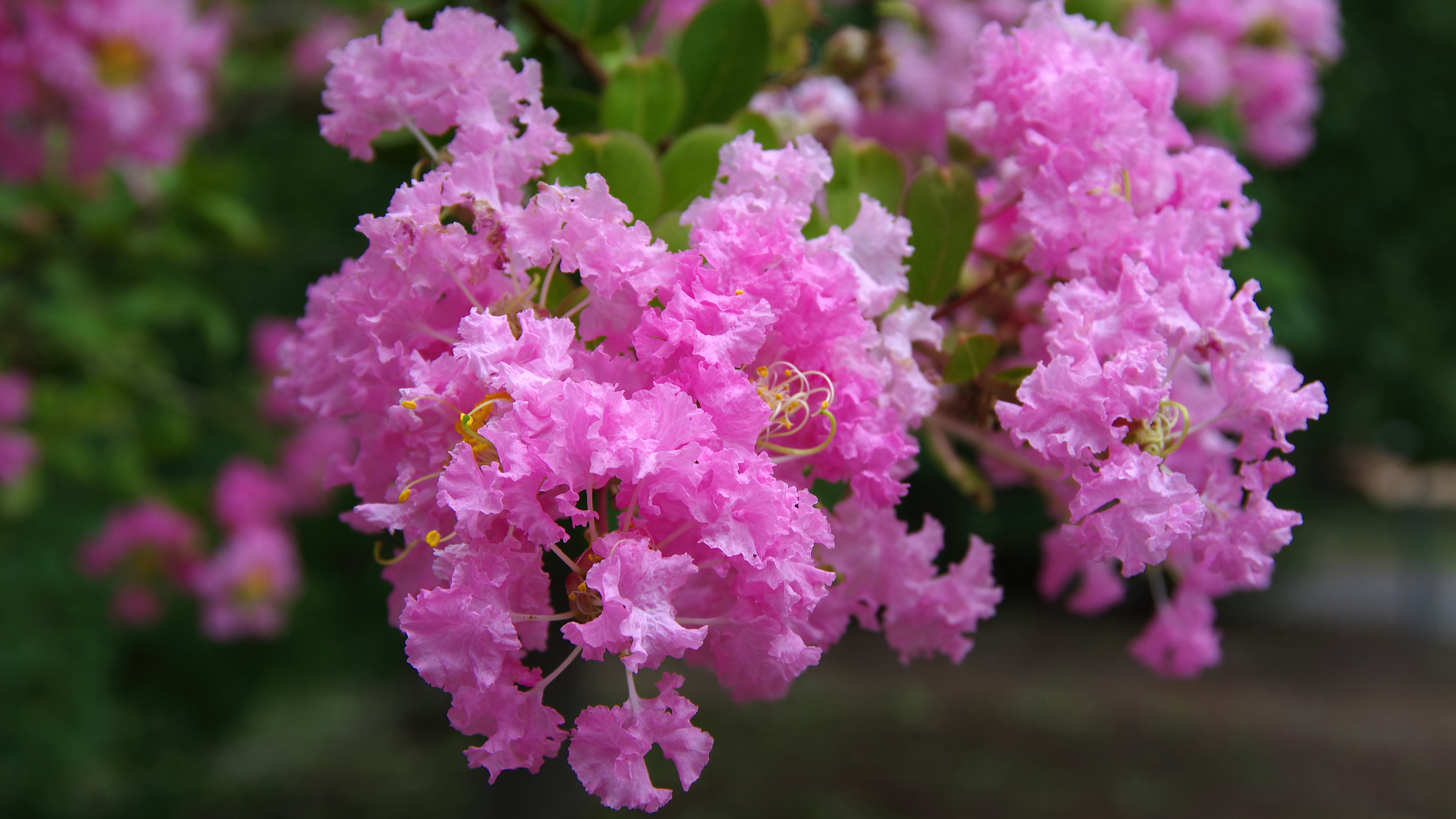 Crapemyrtles осень