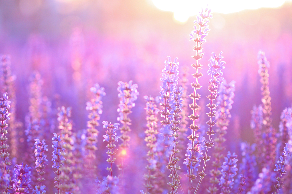 English Lavender Dreamy Purple Flower