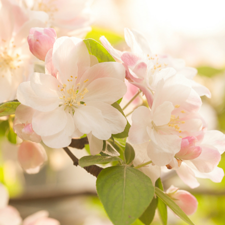 Asiatic apple: Flowers and sweet-and-sour fruits loved by the Chinese ...