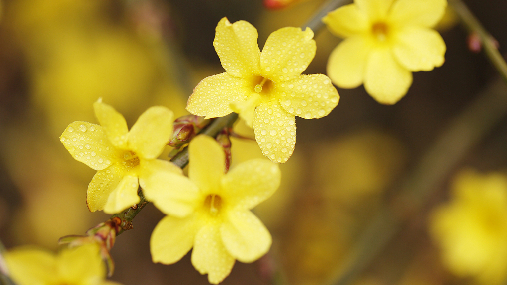 Winter Jasmine Elegant Chinese Flower Welcomes The Coming Of